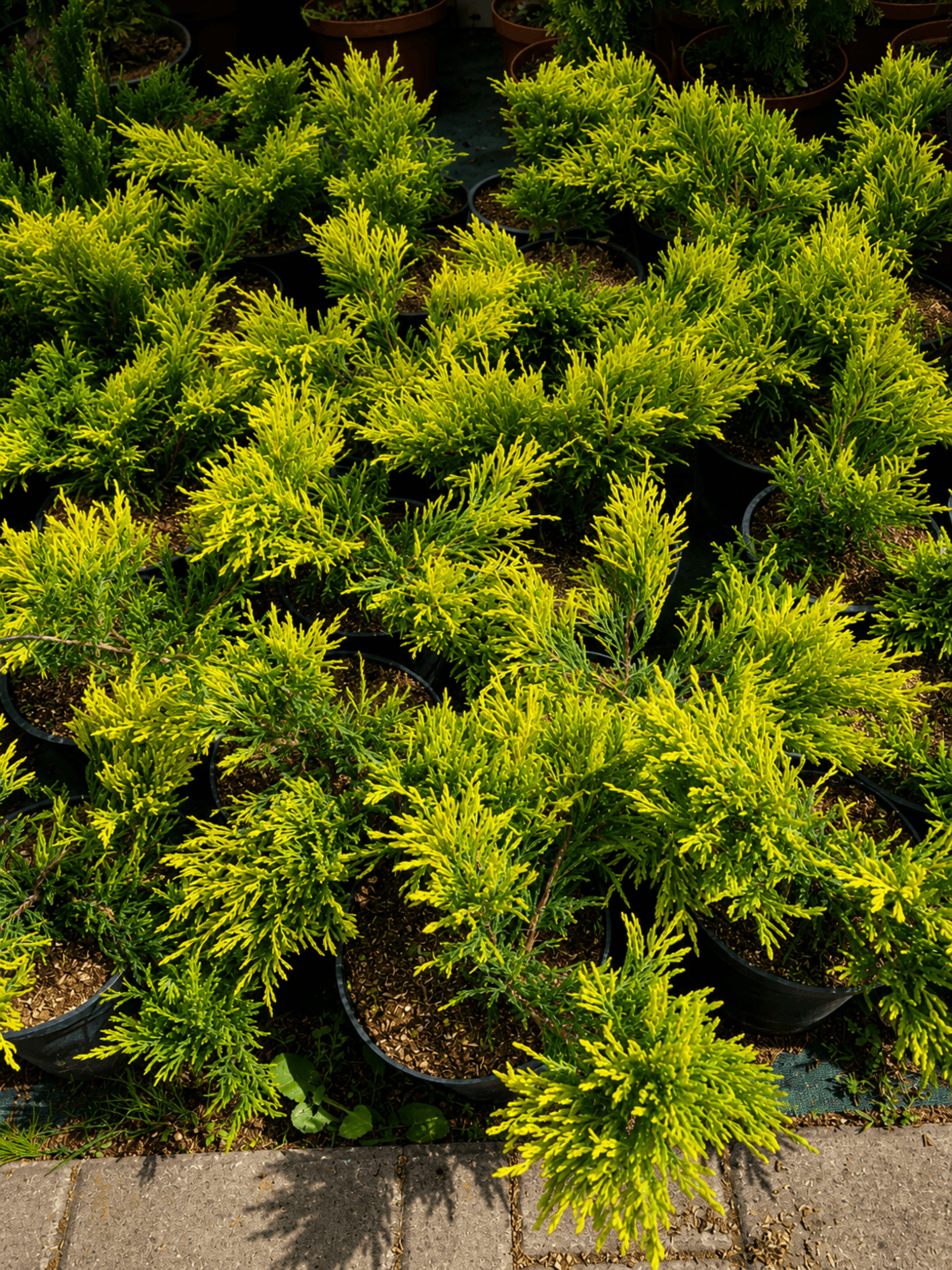 Хвойна ‘Old Gold’   'Juniperus Old Gold’
