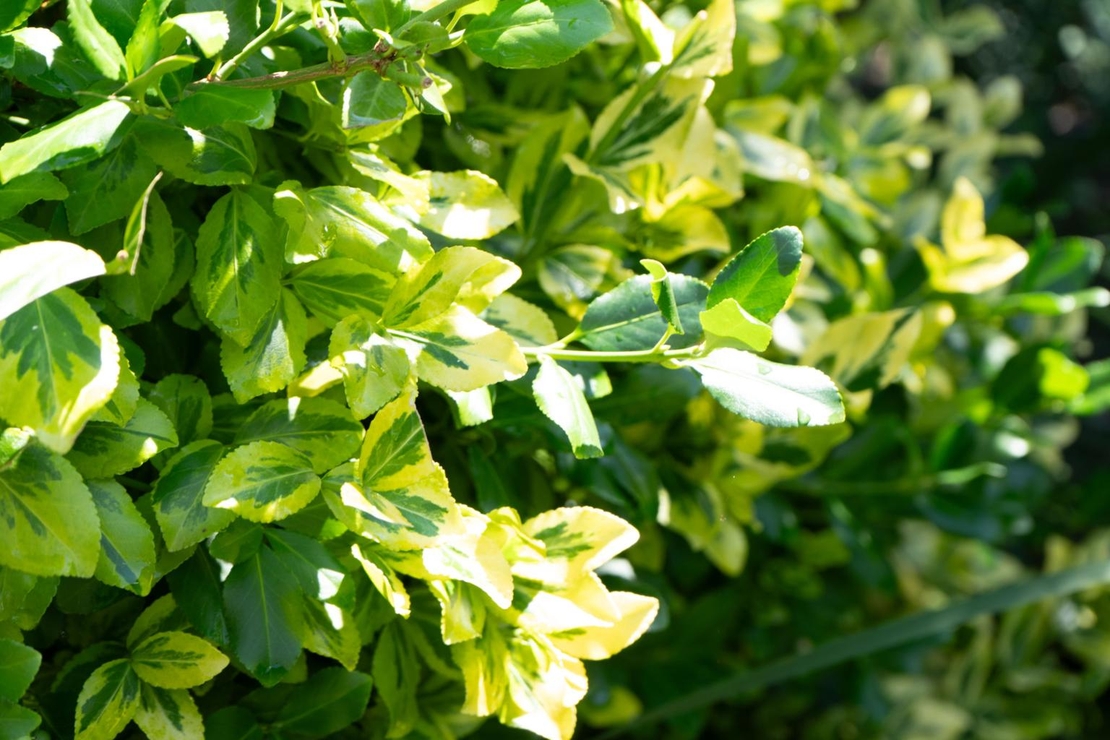 Лигуструм пъстролистен, шарен	Ligustrum ovalifolim aureoverigata