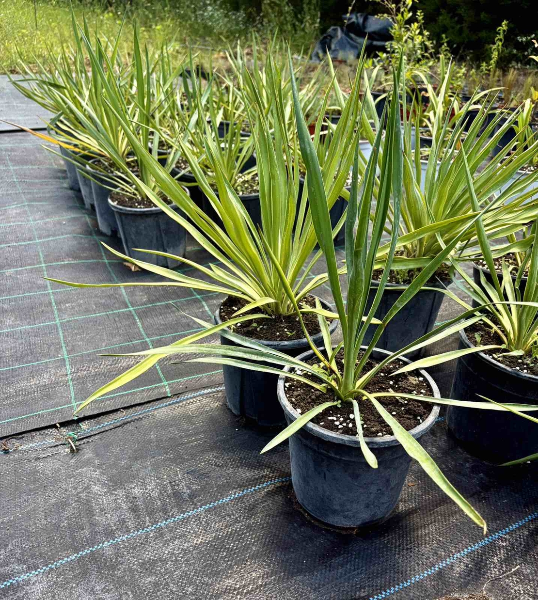Юка 'Yucca spp.'