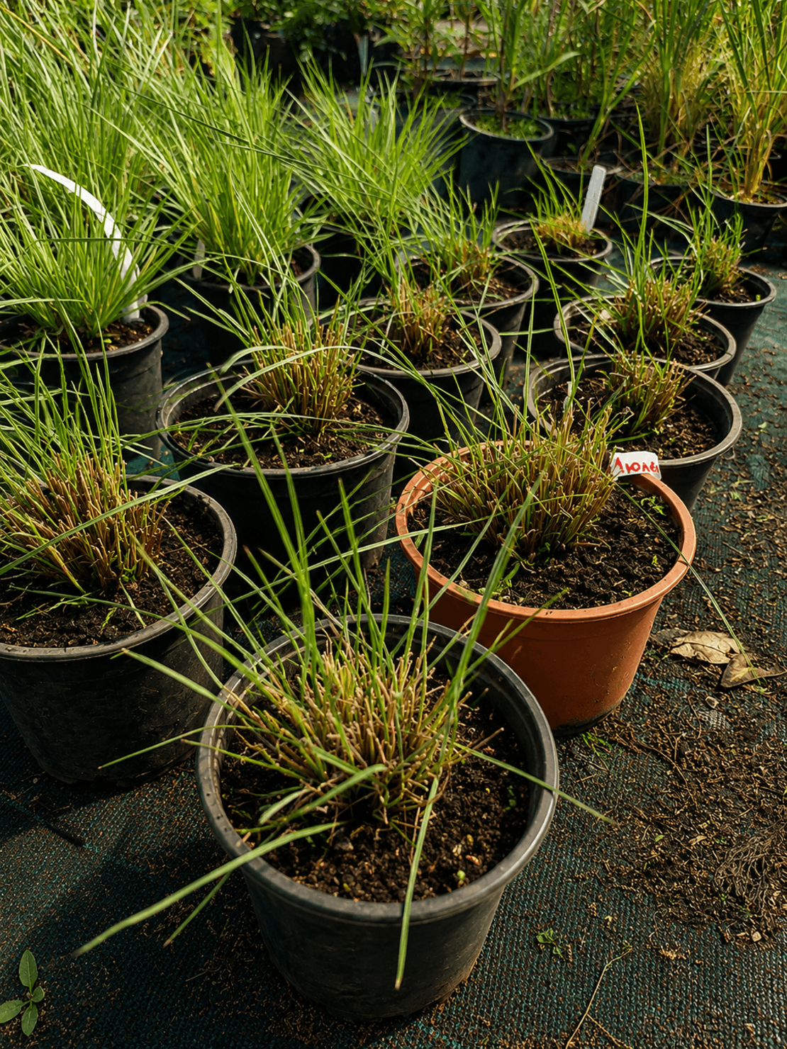 Мюленбергия 'Muhlenbergia spp.'