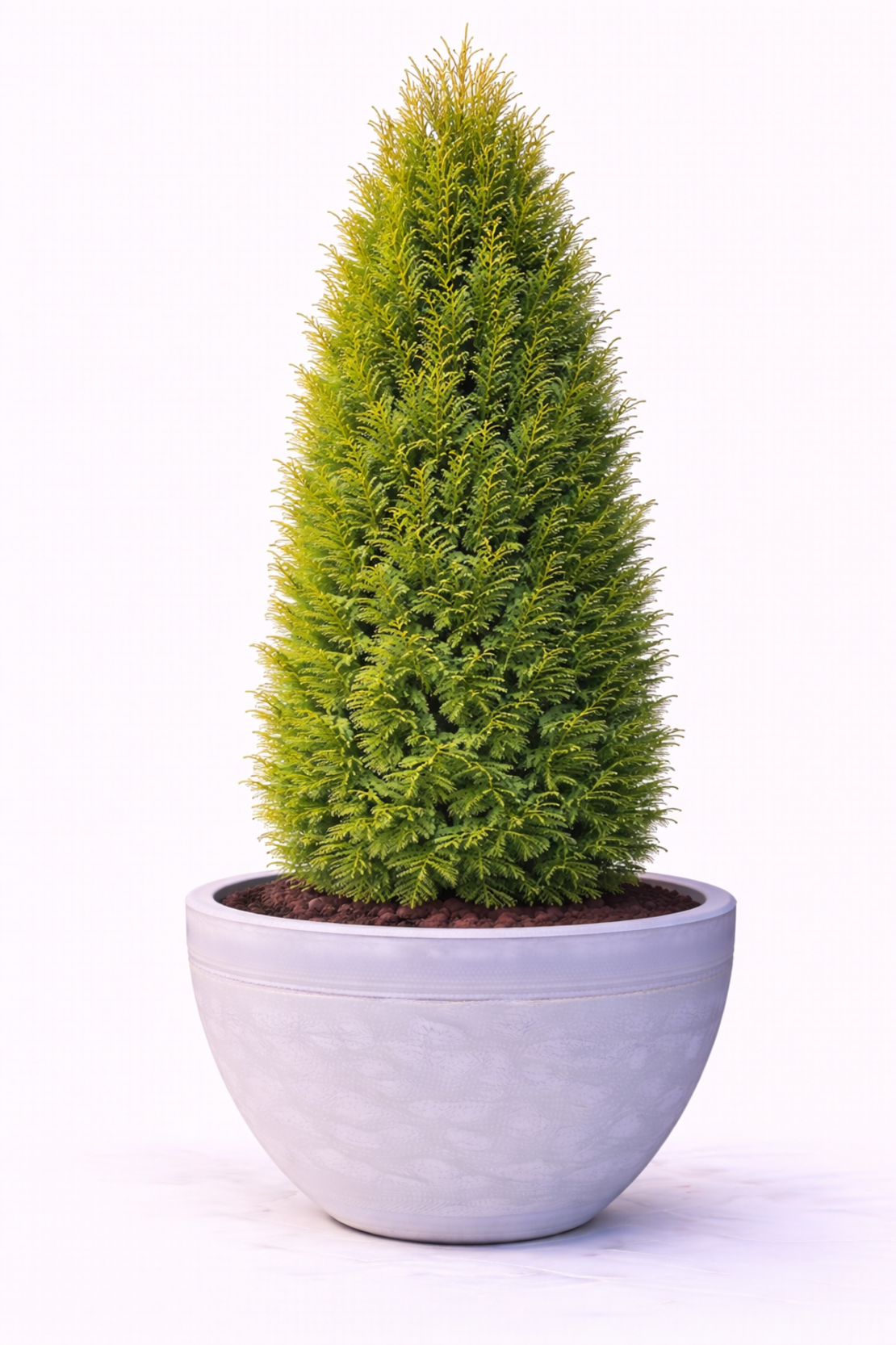 Туя ‘Fastigiata’ Thuja occidentalis ‘Fastigiata’