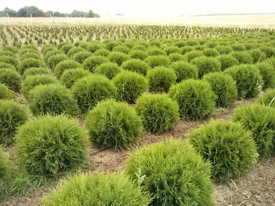 Туя ‘Globosa’ Thuja occidentalis ‘Globosa’