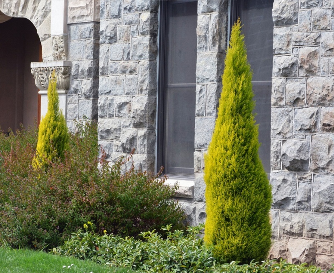 Макрокарпус кипарис ‘Wilma’ Cupressus macrocarpa ‘Wilma’