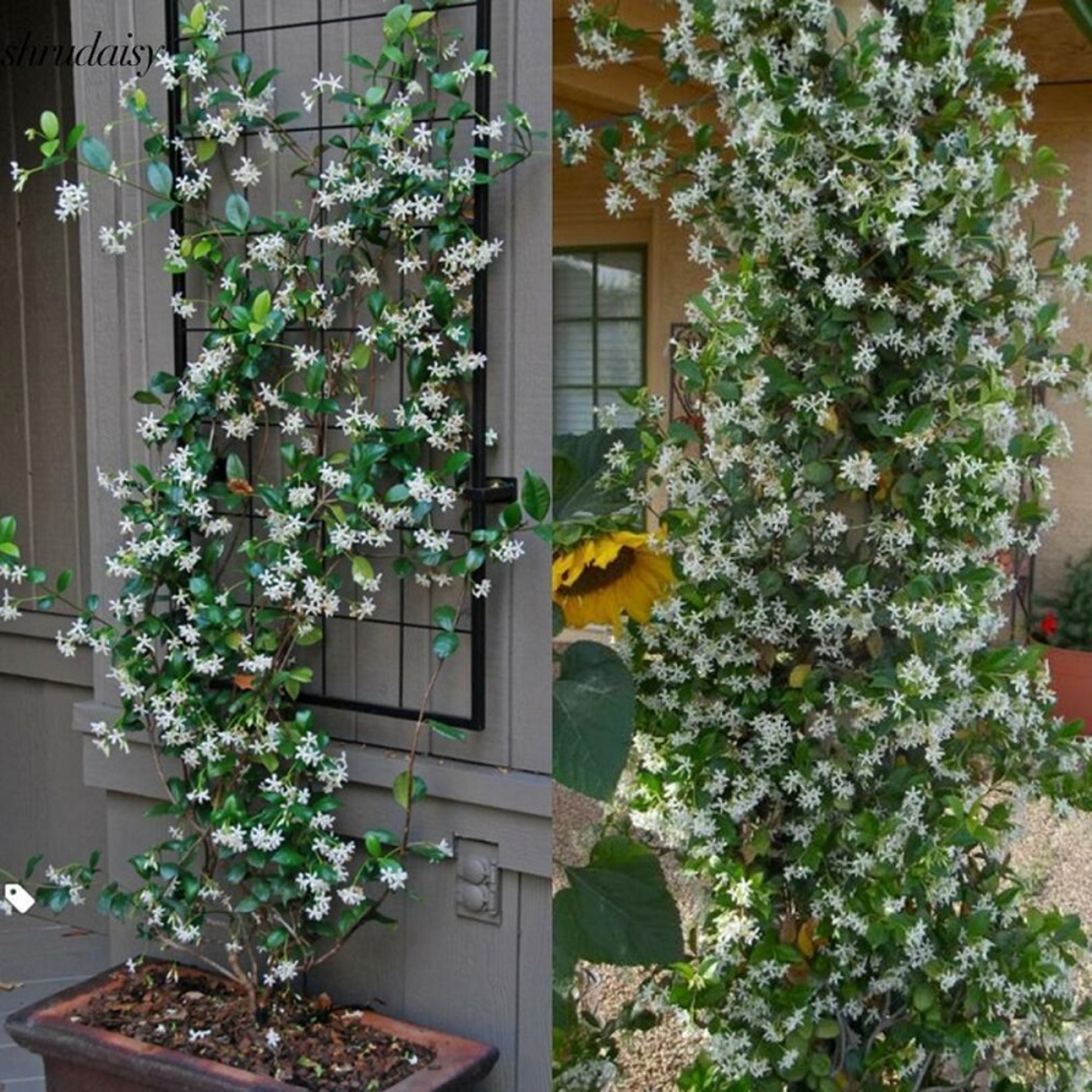 Момин жасмин (трицветен) Trachelospermum jasminoides