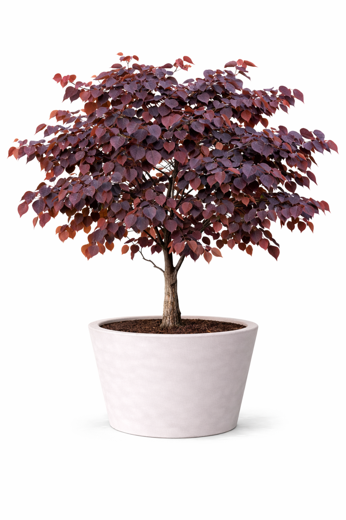 Церцис ‘Forest Pansy’ Cercis canadensis ‘Forest Pansy’