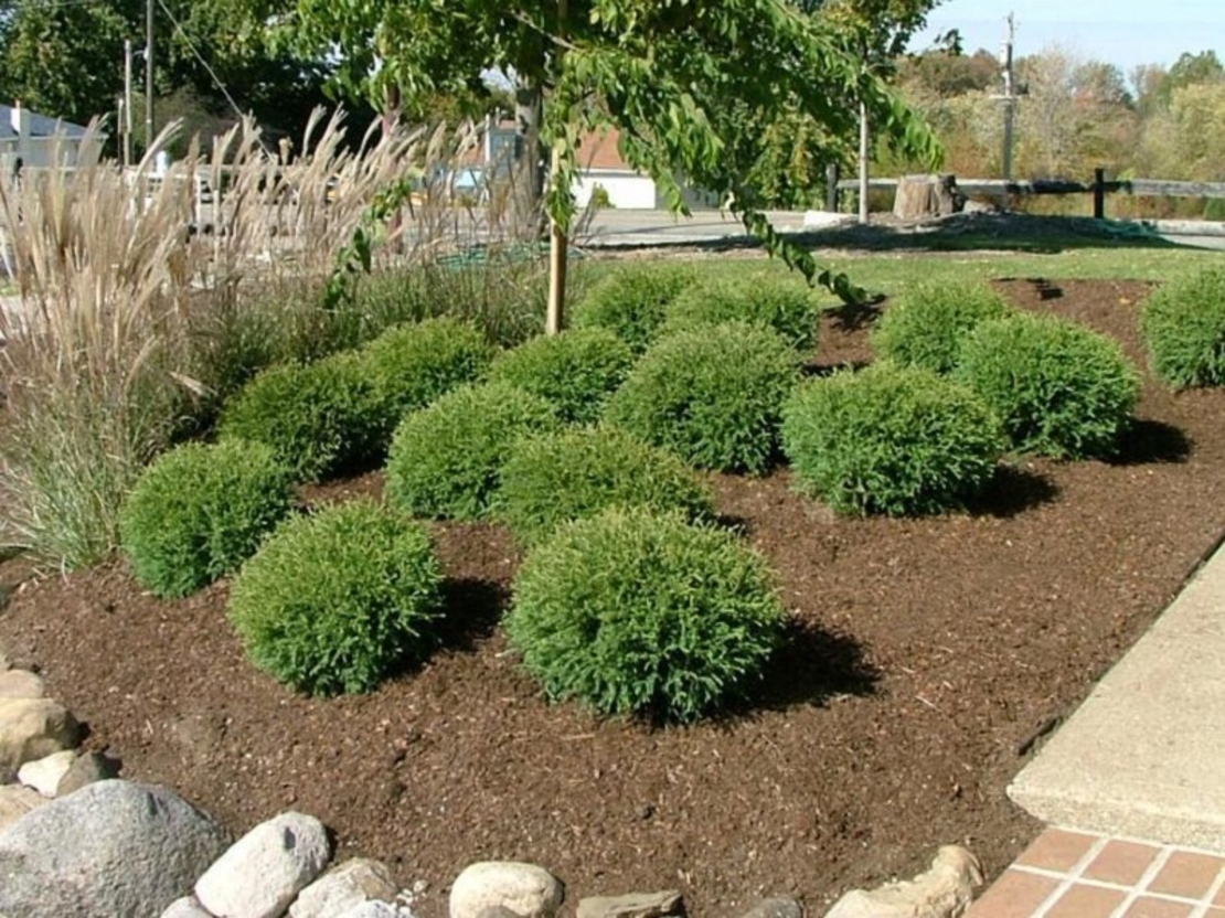 Туя западна ‘Bowling Ball’ Thuja occidentalis ‘Bowling Ball’