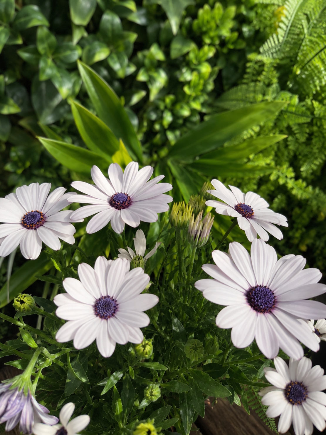 Остеоспермум 'Osteospermum spp.'