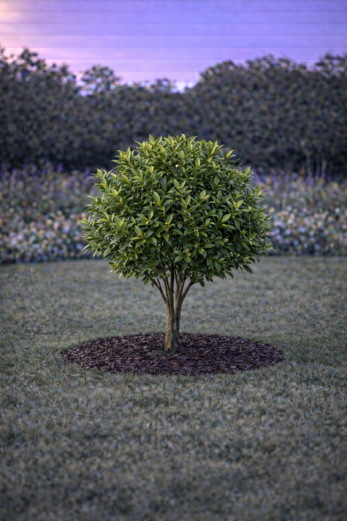 Лаврово дърво (дафинов лист) Laurus nobilis