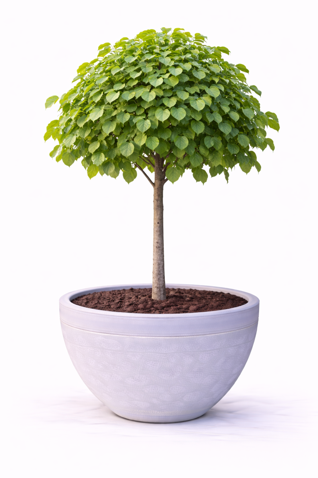 Липа сребролистна Tilia tomentosa