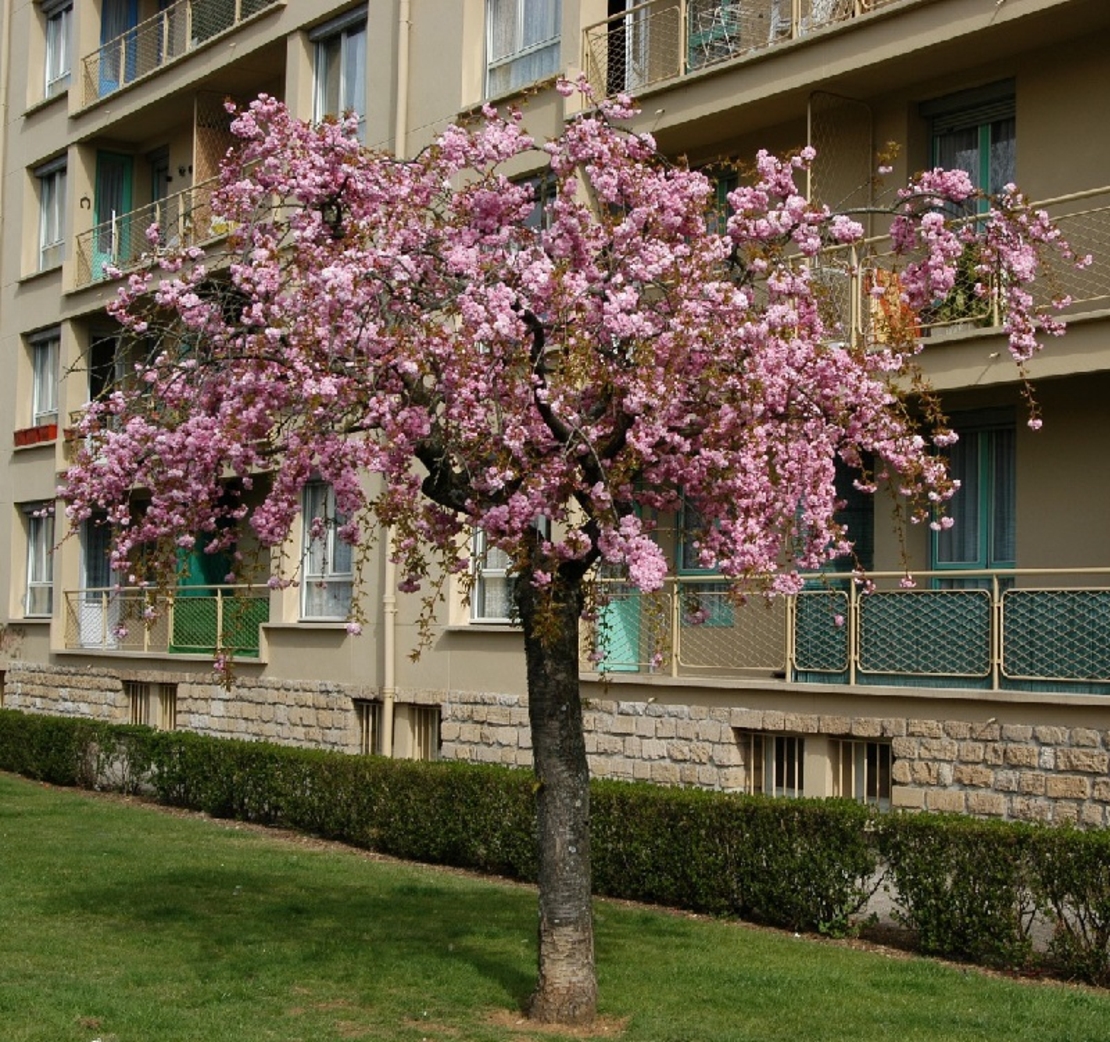 Японска вишна ‘Kiku-shidare-zakura’ Prunus serrulata ‘Kiku-shidare-zakura’