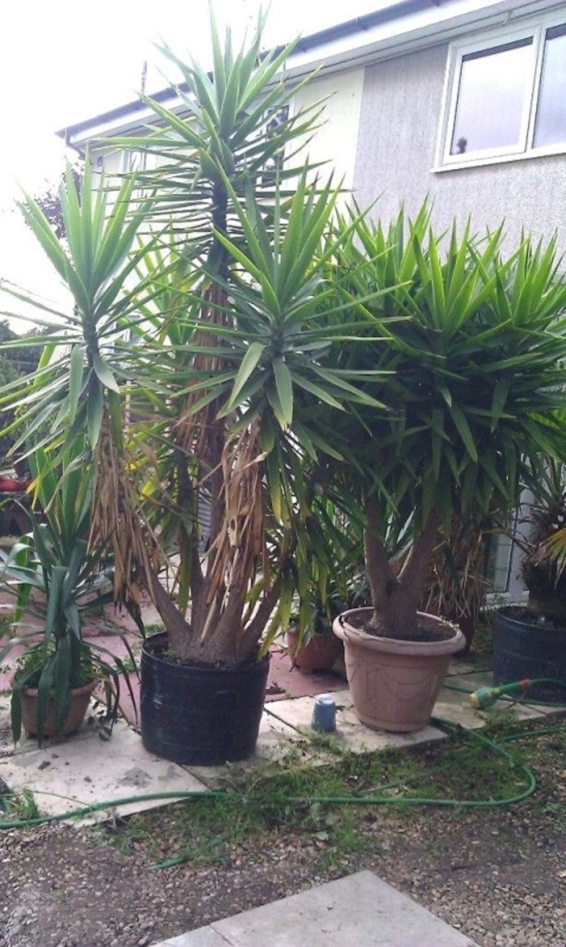 Юка нишковидна Yucca filamentosa