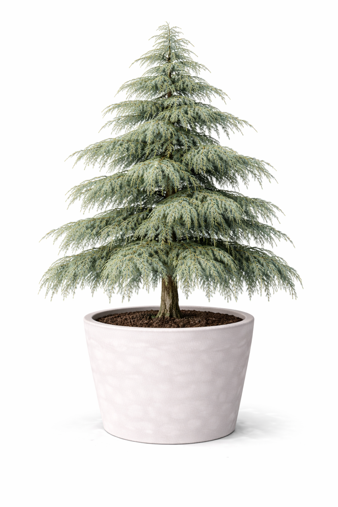 Кедър хималайски Cedrus deodara