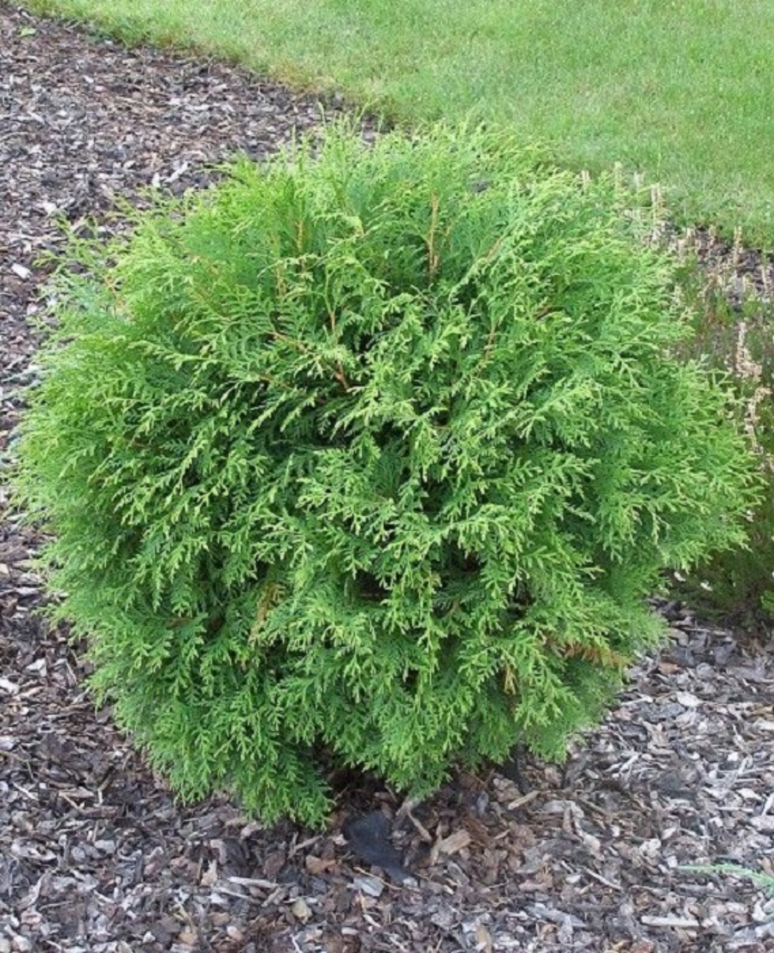 Туя ‘Globosa’ Thuja occidentalis ‘Globosa’
