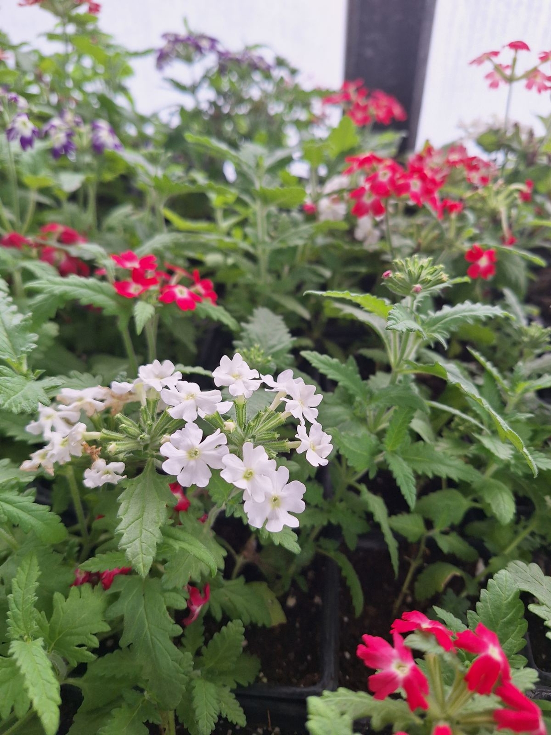 Вербена 'Verbena spp.'