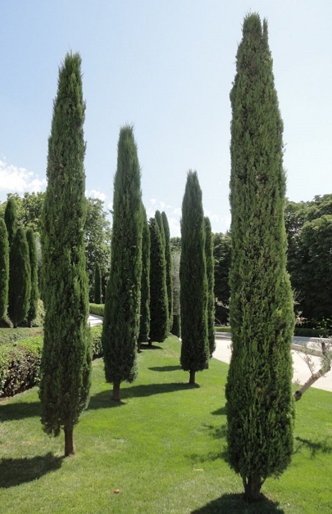 Италиански кипарис ‘Totem’ Cupressus sempervirens ‘Totem’
