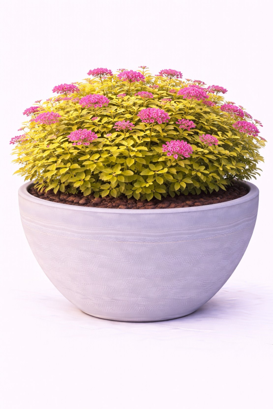 Спирея ‘Golden Princess’ Spiraea japonica ‘Golden Princess’