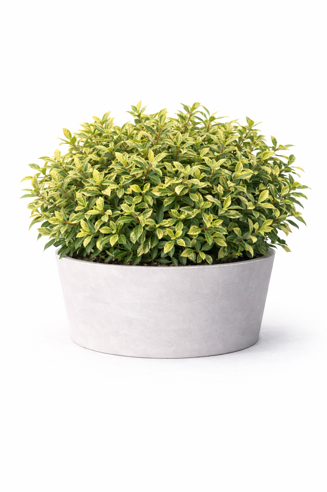 Елейгнус ‘Lemon Ice’ Elaeagnus ebbingei ‘Lemon Ice’