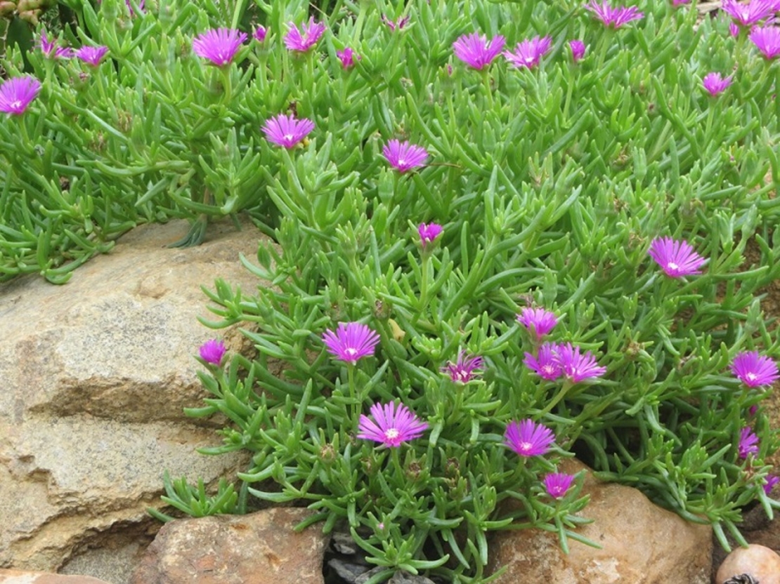 Делосперма Delosperma spp.
