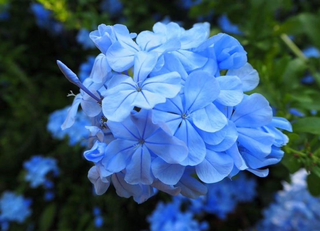 Пломбаго (син жасмин) Plumbago auriculata