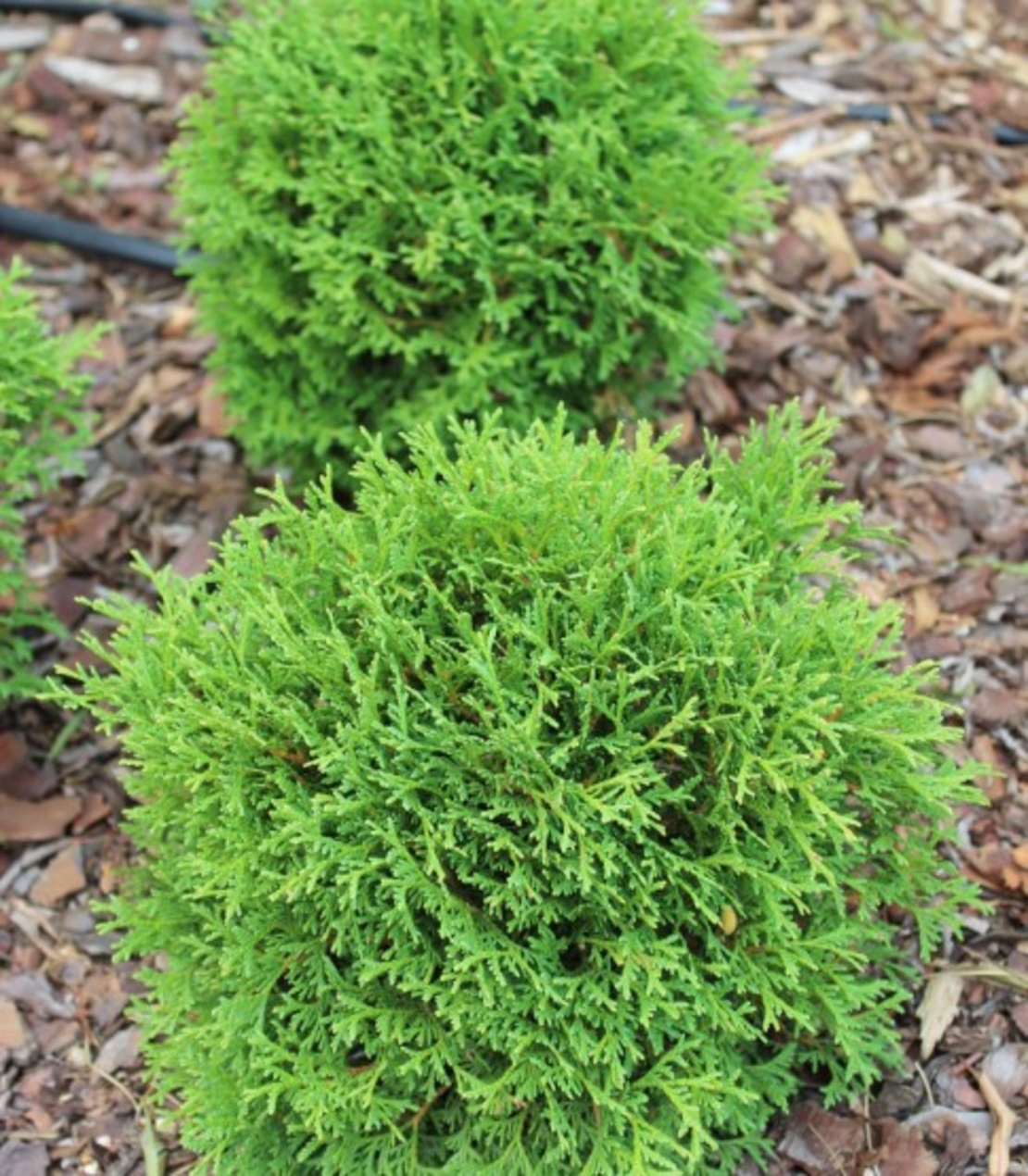 Туя Тайни Тим	Thuja occ. 
