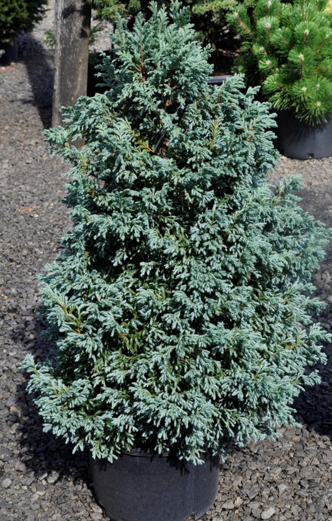 Лъжекедър ‘Boulevard’ Chamaecyparis pisifera ‘Boulevard’