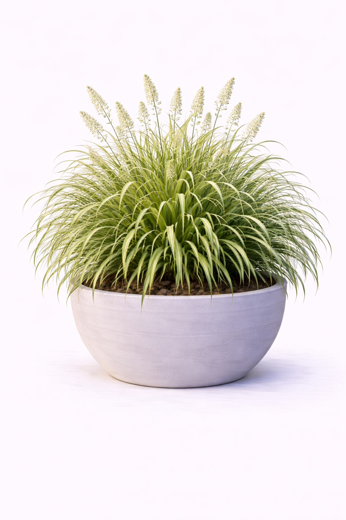 Фаларис (пъстра трева) Phalaris arundinacea