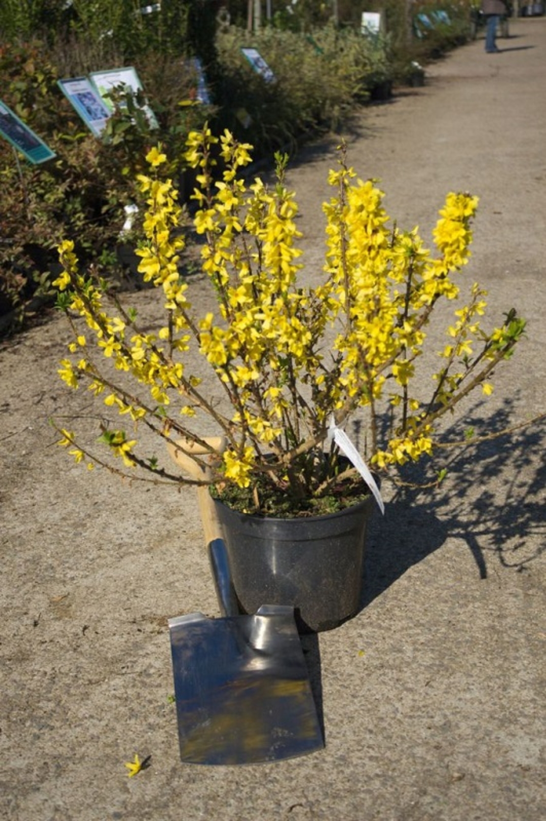 Форзиция (междинна) Forsythia × intermedia