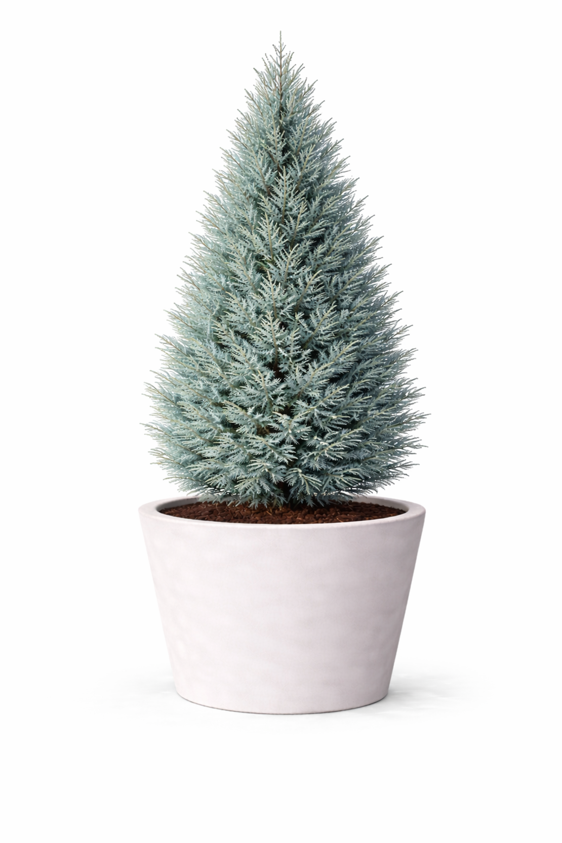 Лоусънов кипарис ‘Alumii’ Chamaecyparis lawsoniana ‘Alumii’