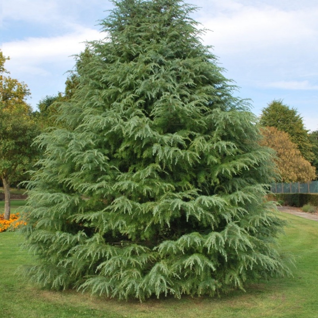 Кедър хималайски Cedrus deodara