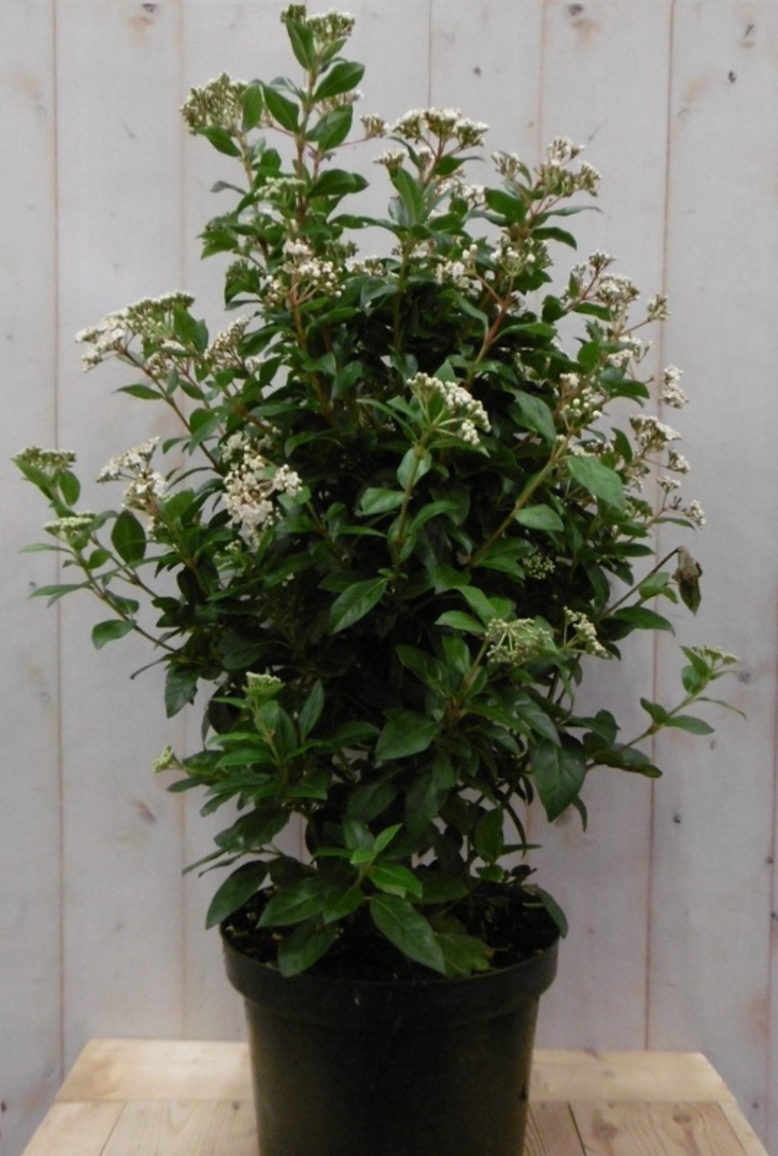 Калина ‘Tinus’ Viburnum tinus