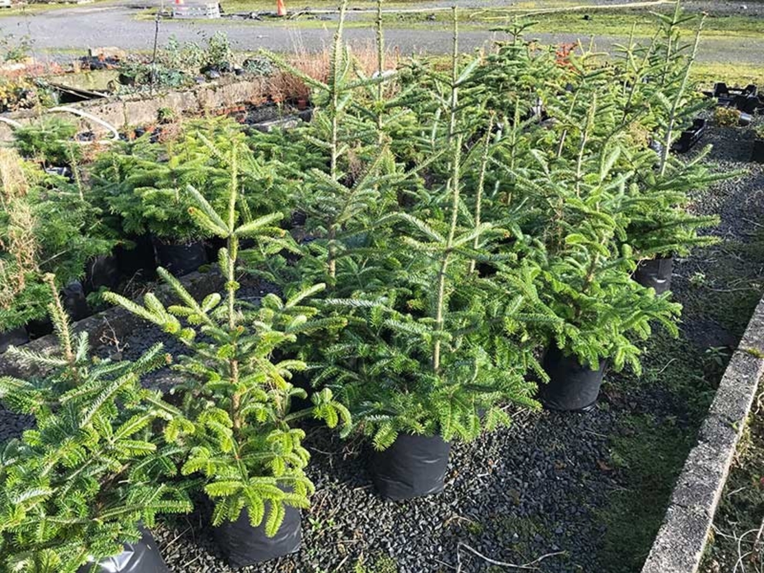 Нордманова ела Abies nordmanniana