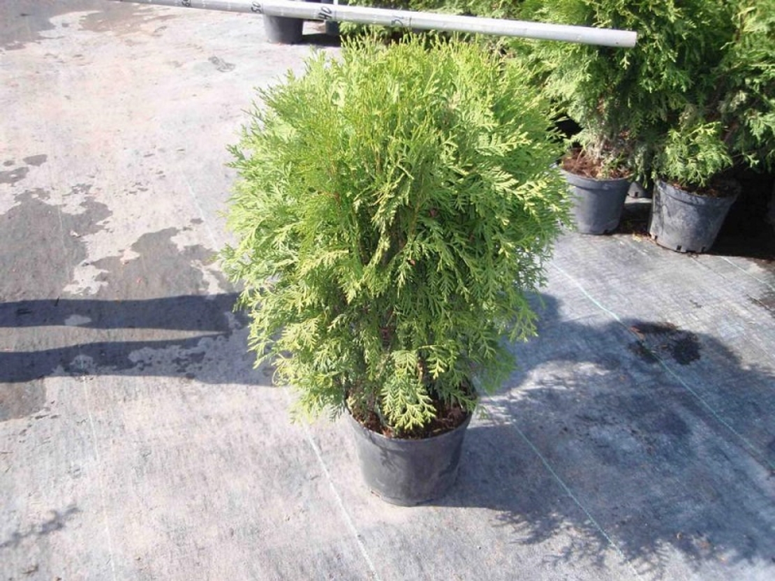 Туя ‘Globosa’ Thuja occidentalis ‘Globosa’