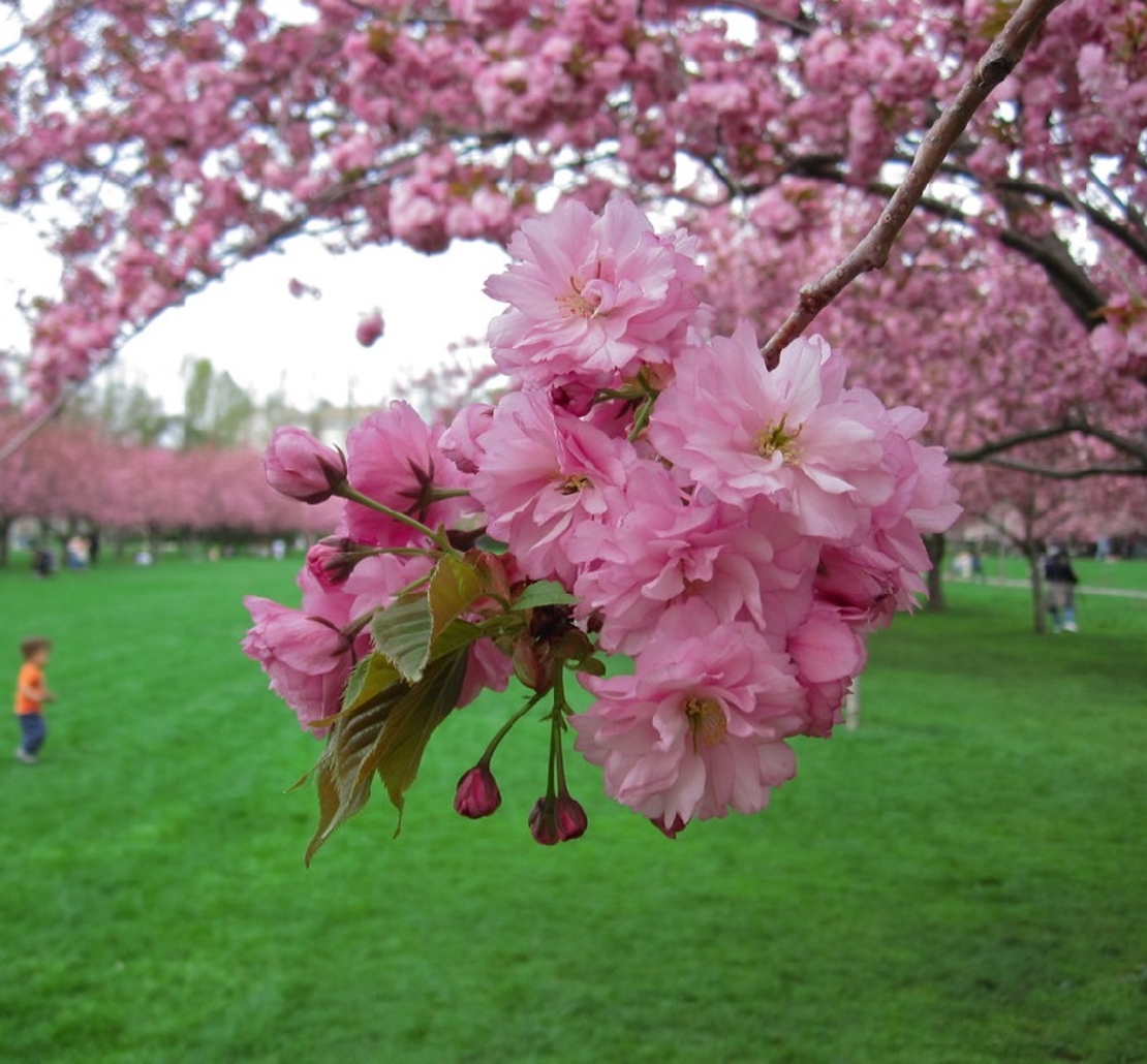 Японска вишна ‘Kiku-shidare-zakura’ Prunus serrulata ‘Kiku-shidare-zakura’