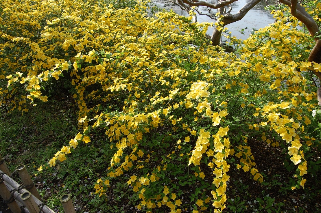 Керия японска Kerria japonica