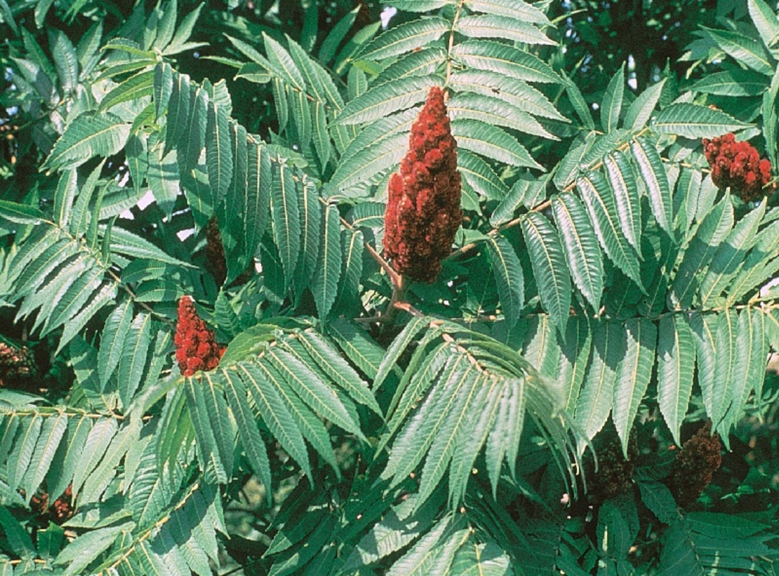 Сумах (оцетно дърво) Rhus typhina