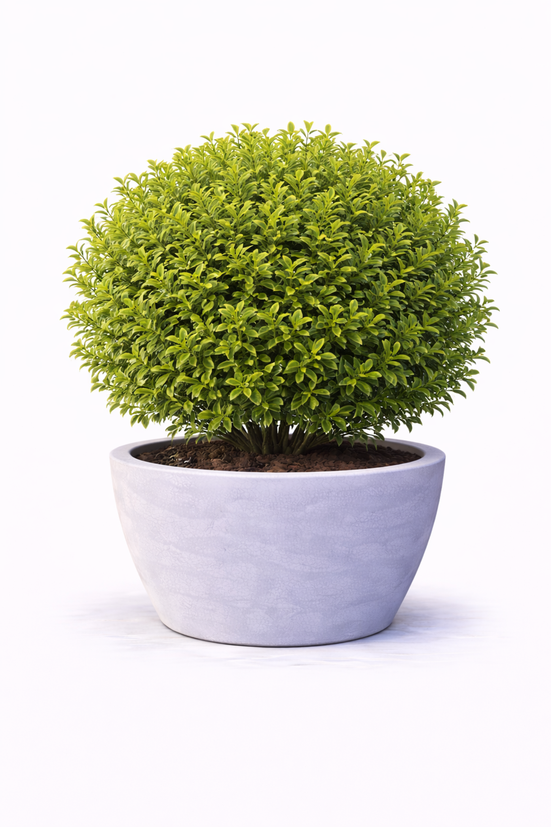 Лигуструм овалолистен Ligustrum ovalifolium