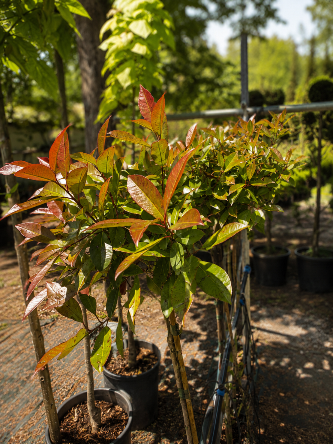 Фотиния	'Photinia fraseri Red Robin'