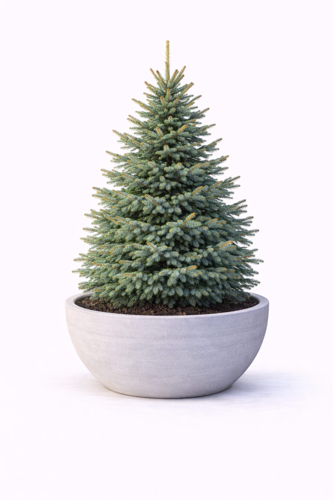 Смърч сръбски Picea omorika