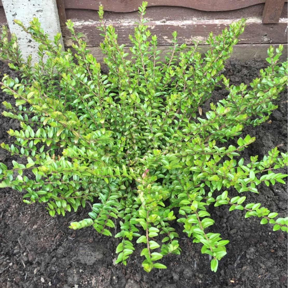 Орлов нокът дребнолистен Lonicera nitida