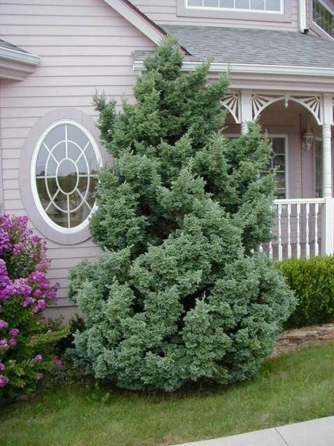 Лъжекедър ‘Boulevard’ Chamaecyparis pisifera ‘Boulevard’