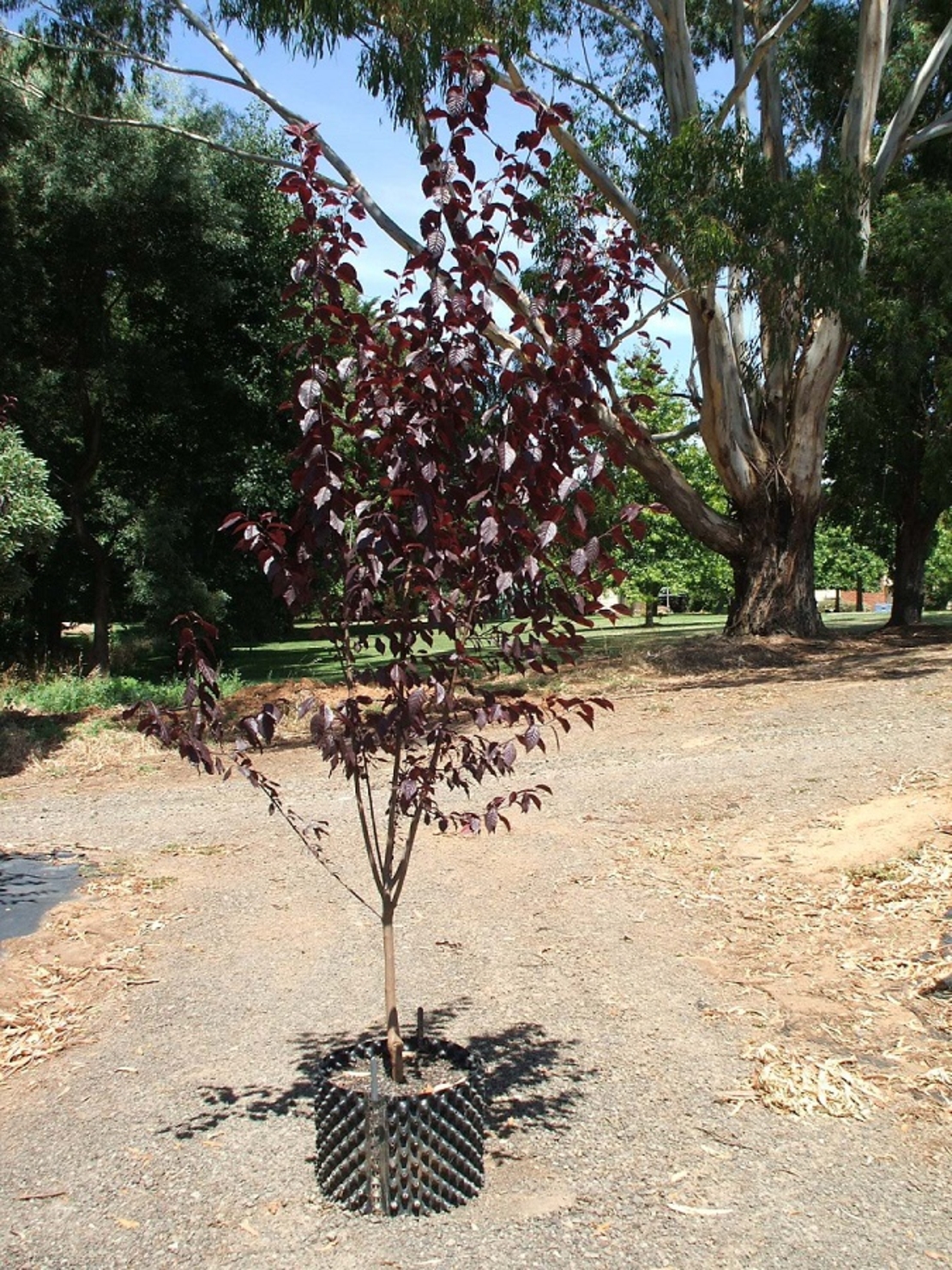 Джанка ‘Nigra’ Prunus cerasifera ‘Nigra’