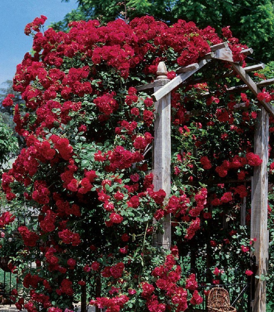 Роза катерлива Rosa (climbing hybrids)