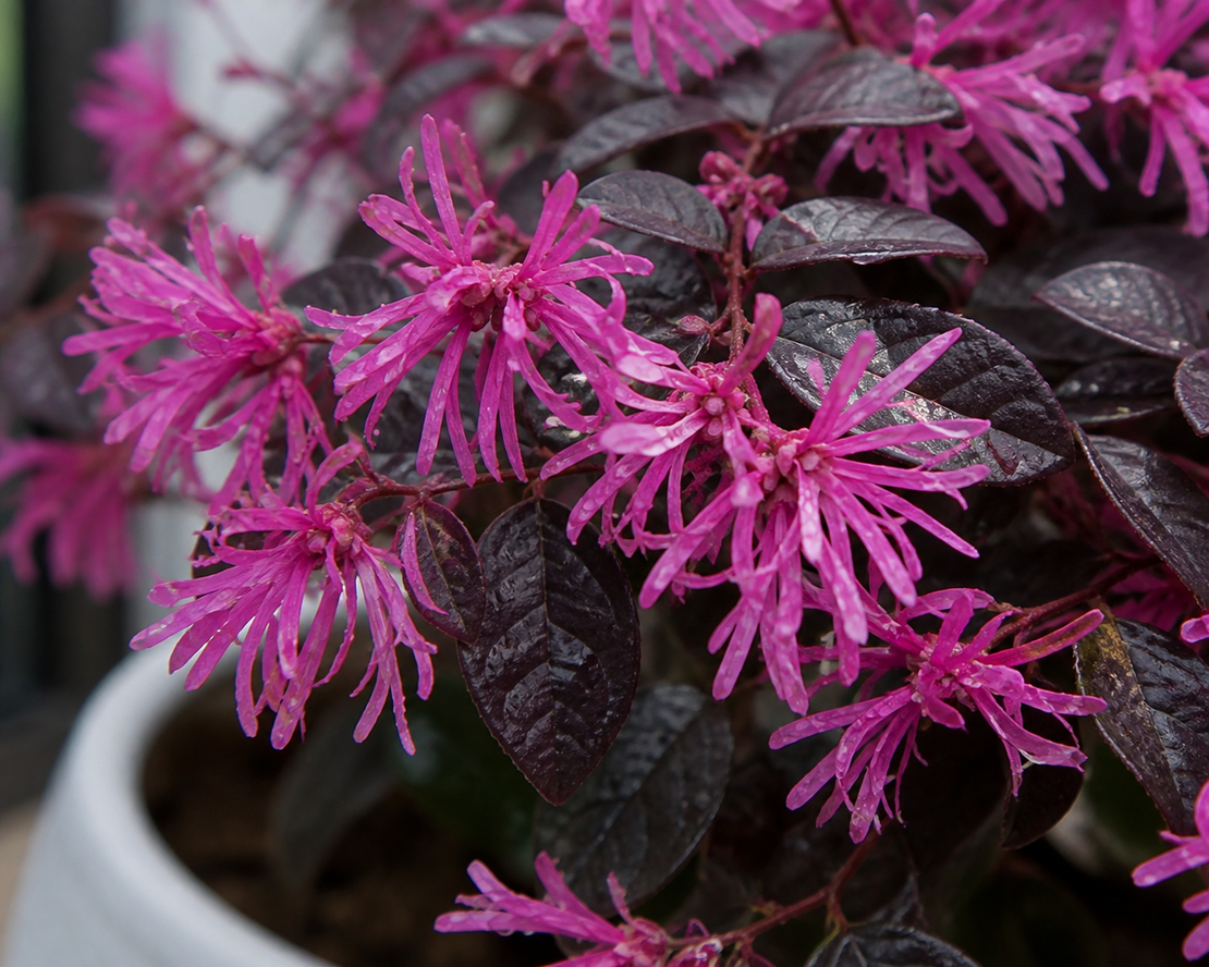 Лоропеталум 'Loropetalum chinense'
