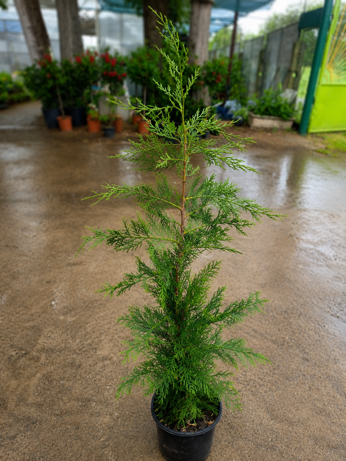 Лъжекипарис лейланд	 80-100см  'Chamaecyparis leilandii'