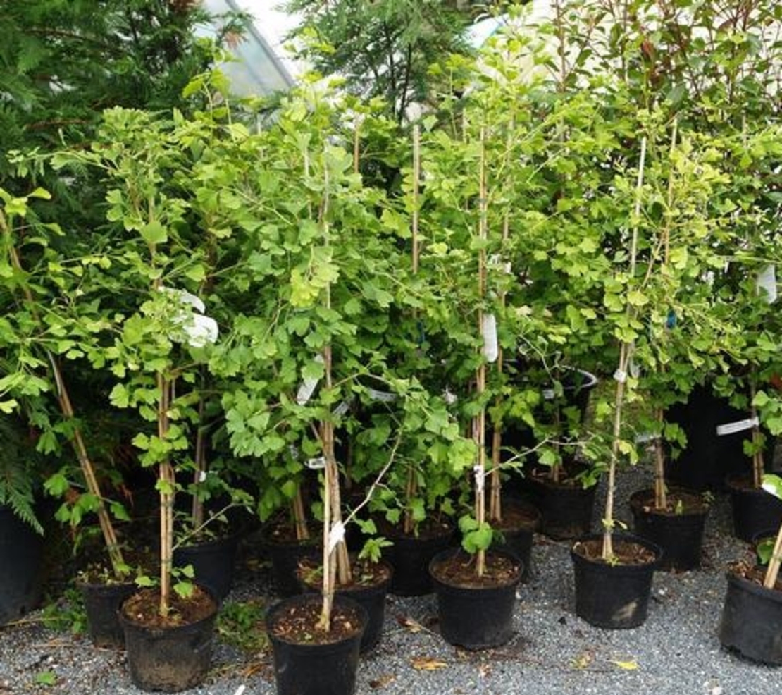 Гинко билоба Ginkgo biloba