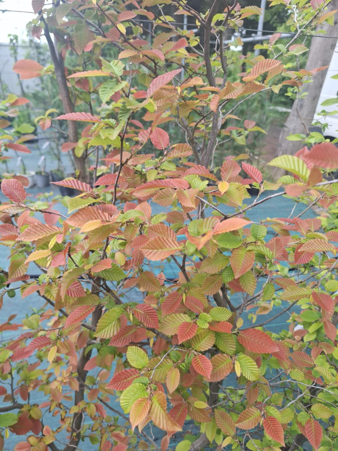 Габър ‘Carpinus betulus’