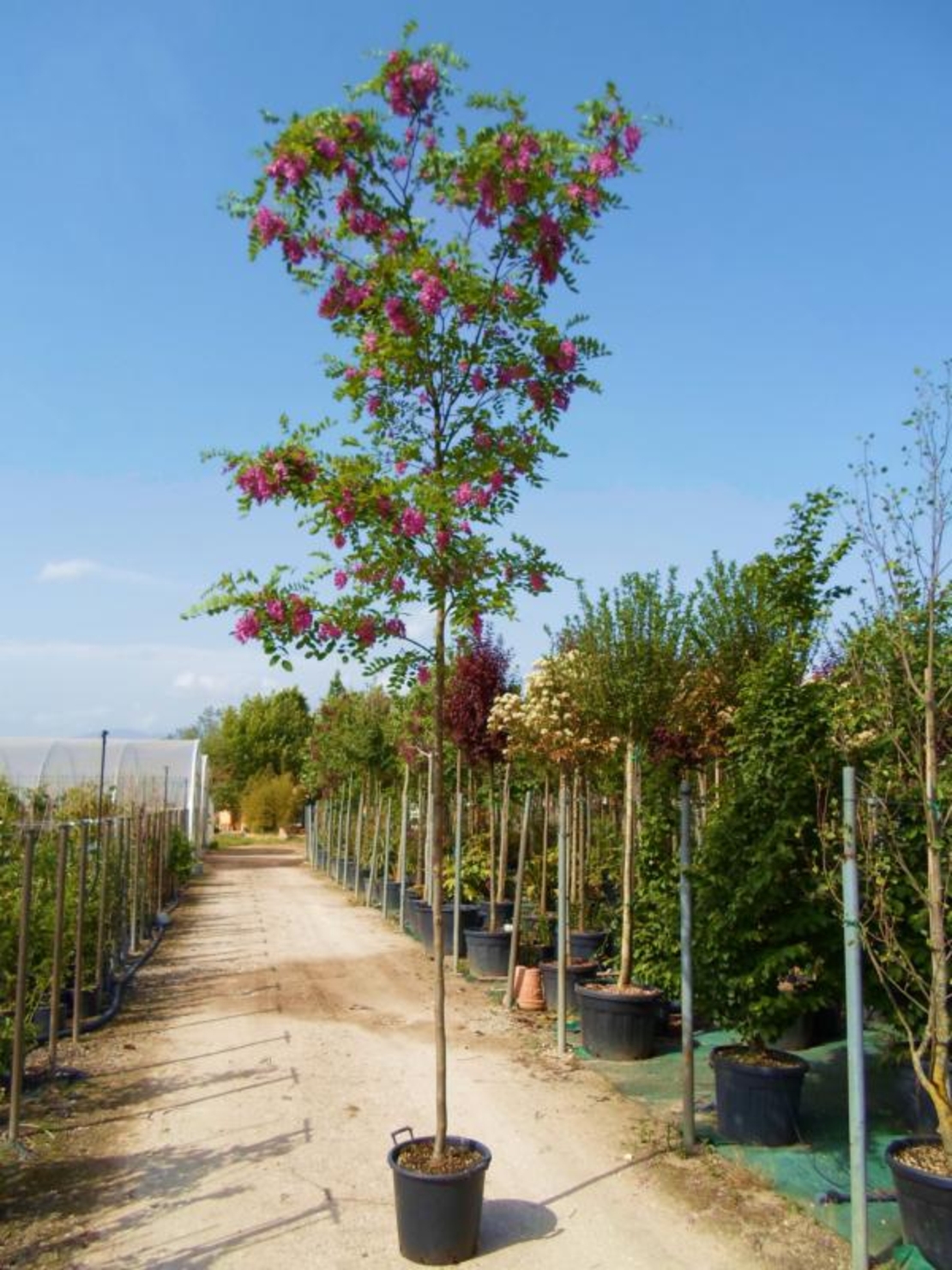 Робиния ‘Cascue Rouge’ Robinia margaretta ‘Casque Rouge’