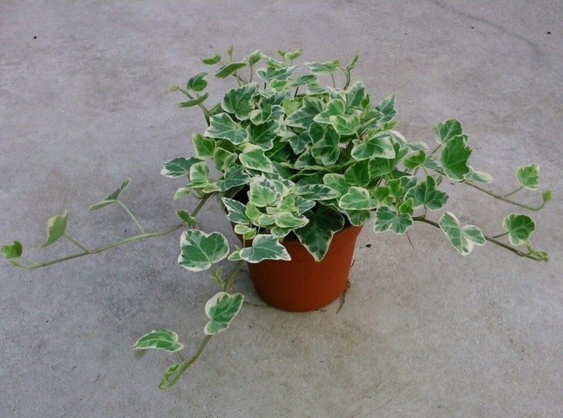 Бръшлян Hedera helix