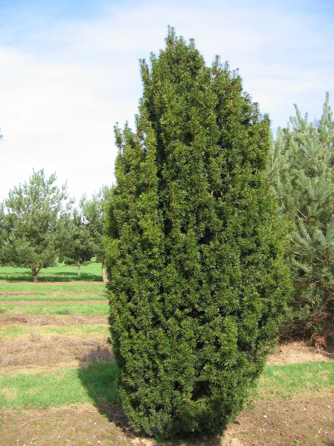 Тис обикновен Taxus baccata