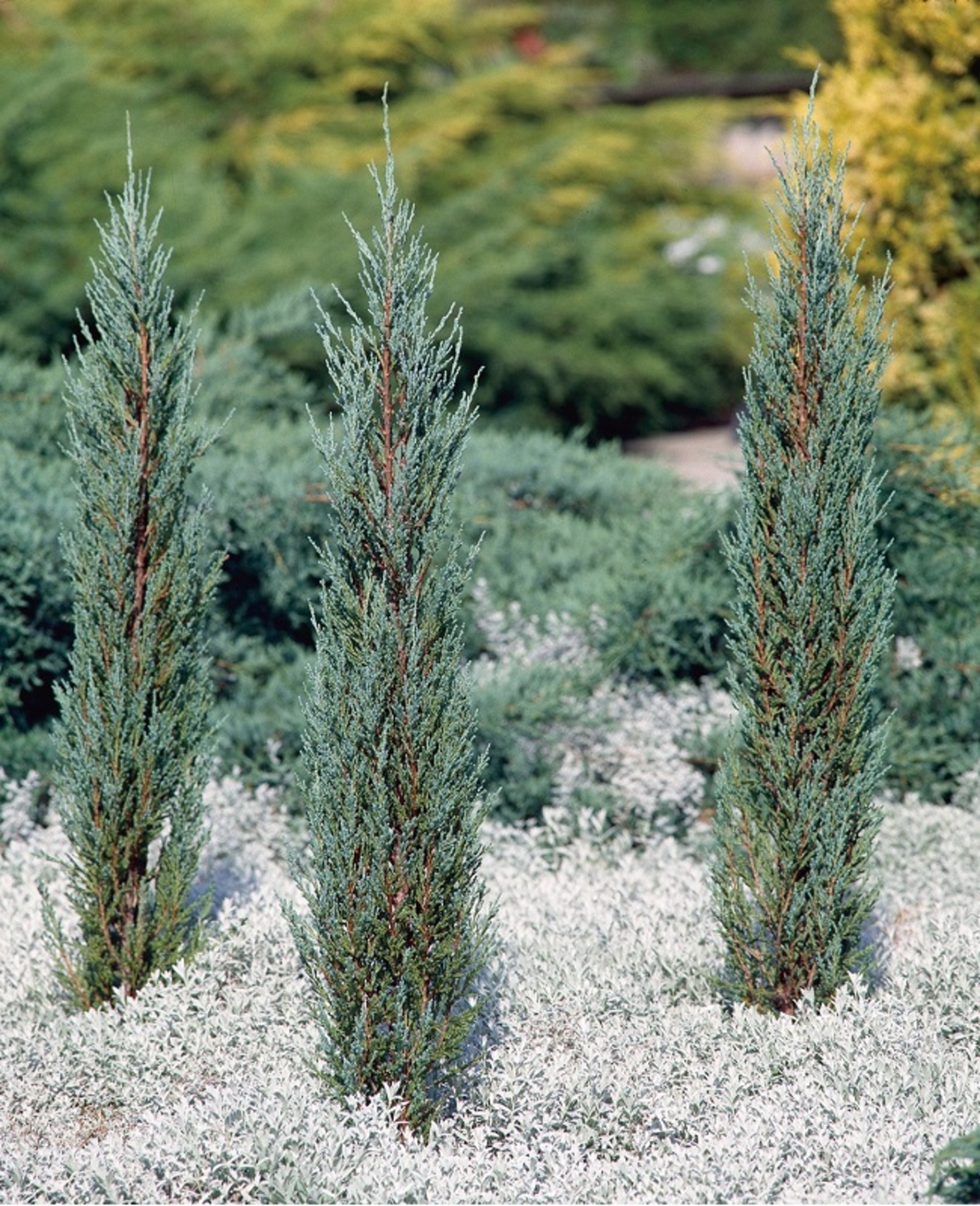 Хвойна скална ‘Blue Arrow’ Juniperus scopulorum ‘Blue Arrow’